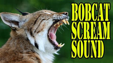 bobcat skid steer noises|sound of bobcat at night.